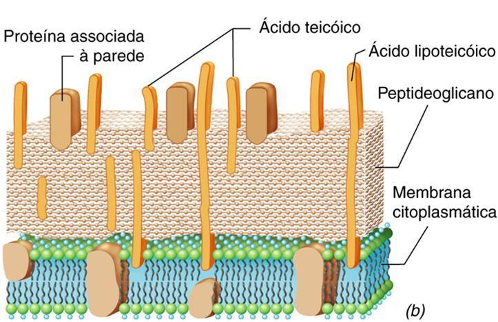 Paredes celulares de Bacteria Diagrama esquemático das paredes celulares de bactérias Gram-positivo (a) e Gram-negativo (b) (Fonte: Madigan et al.