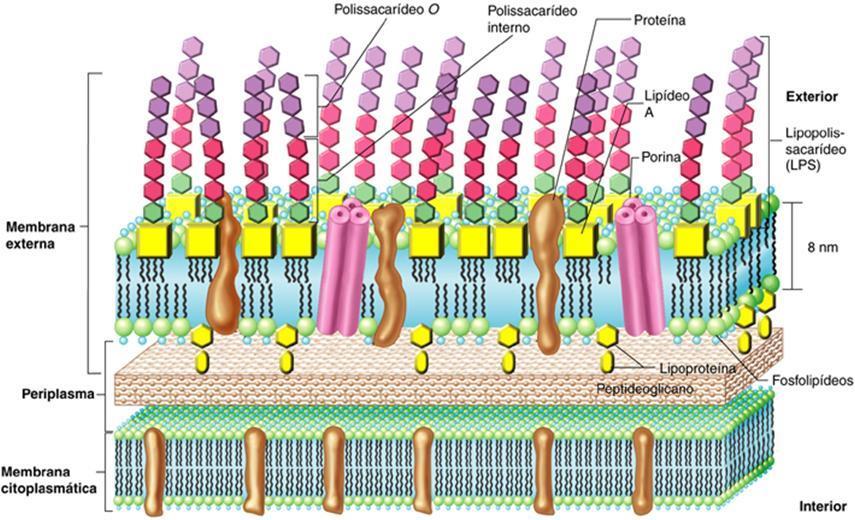 Parede das bactérias Gram-negativo o o o Membrana externa composta de lipopolissacarídeo (LPS), lipoproteínas e fosfolipídeos.