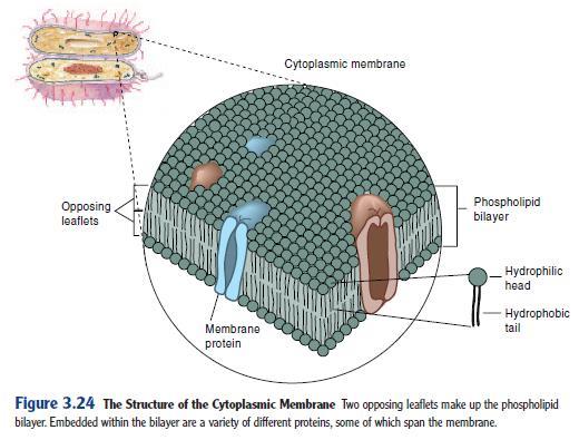 Parede celular o Estruturas internas à parede o Membrana citoplasmática o Inclusões o Endósporos o