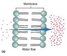 Membrana citoplasmática dos procariotos Funções: -Barreira para a maior parte das moléculas solúveis em água, é