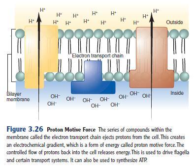 barreira: Osmose e Difusão Permite a osmose - entrada de água quando em uma solução hipotônica (baixa concentração de soluto) e