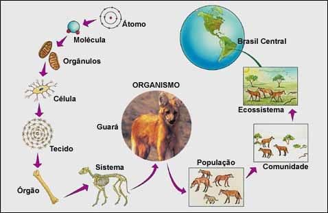 NÍVEIS DE ORGANIZAÇÃO Átomos Moléculas Célula Tecido Órgão