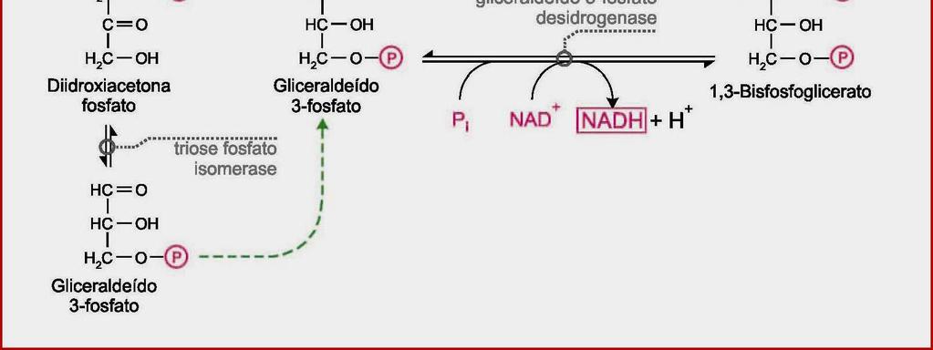 Gliceraldeído 3-fosfato