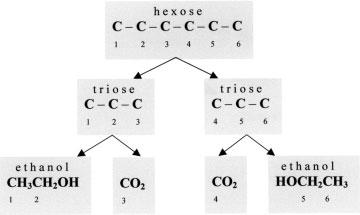 hexose C C C C C C C C C C C C triose triose CH 3 CH 2 OH CO 2 CO 2 CH 3 CH 2 OH Figura 12. Destino dos átomos de carbono da glicose durante a fermentação em leveduras.