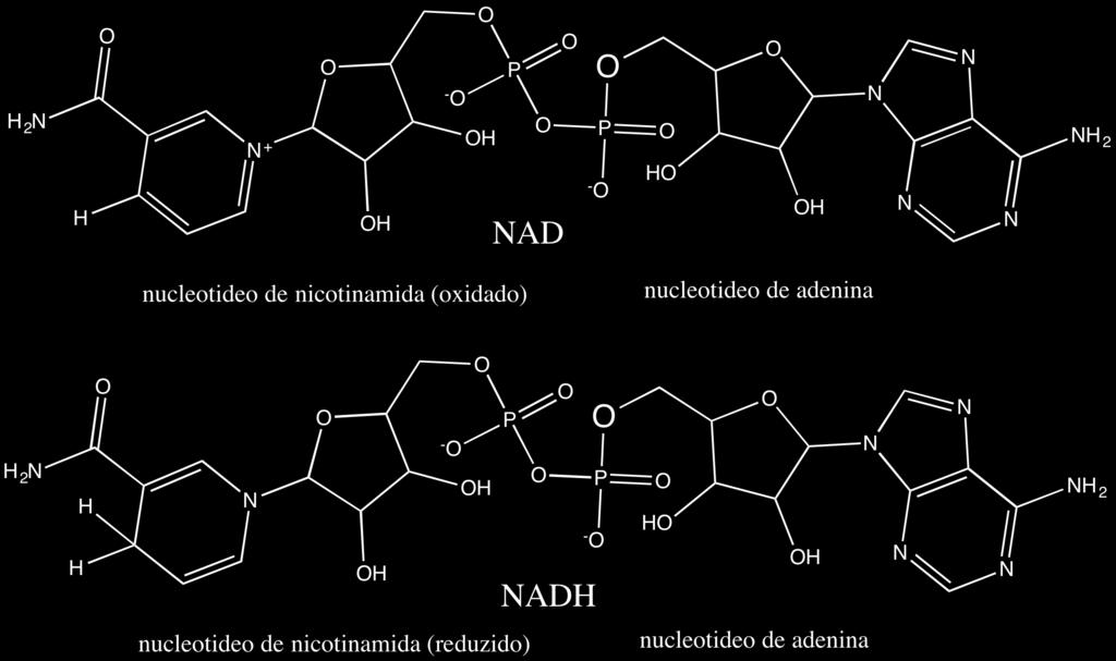 chamado de co-fermento ou co-enzima. O papel do NAD como carreador de hidrogênio foi sugerido em torno de 1920, mas a natureza química da coenzima somente foi elucidada nos anos 30.