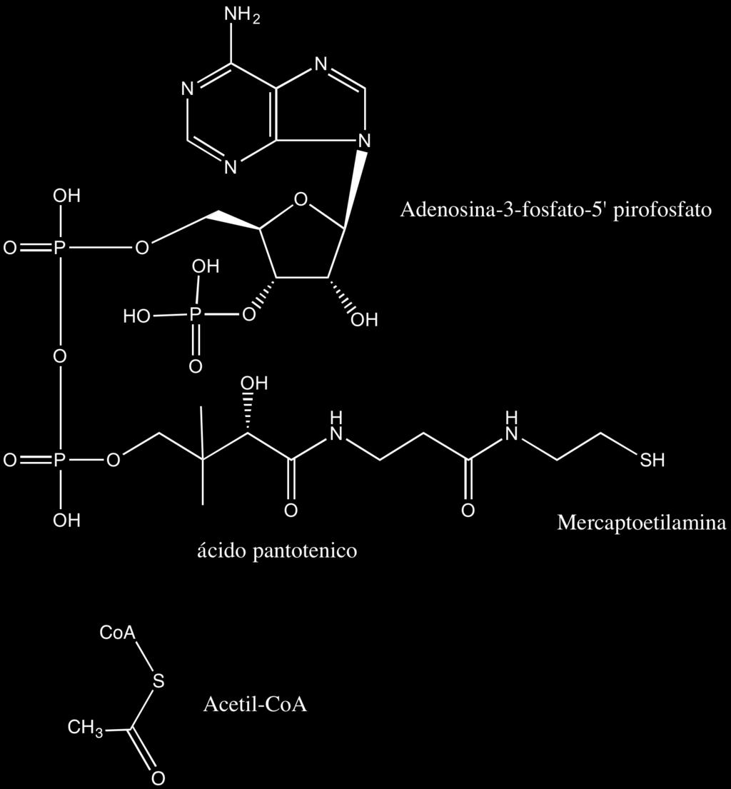Figura 27. Reação de descarboxilação oxidativa de piruvato formando NADH e um radical acetil ativado através da ligação com a Coenzima A (acima). Estrutura molecular da Coenzima A (abaixo).