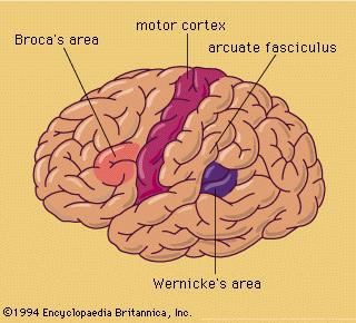 b) Centros nervosos utilizados na comunicação verbal Afasia de Broca Parte frontal do hemisfério esquerdo: Articulação deficiente e dificuldade de formar frases sem que, sem que sua compreensão da