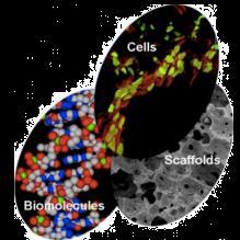 Biotecnologia Molecular