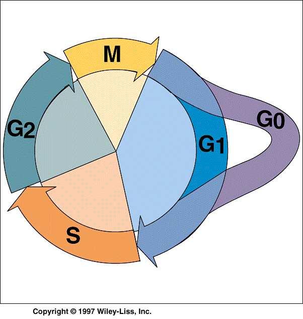 Diagrama do Ciclo Celular M = mitose G 1 = intervalo 1 S = síntese Replicação DNA G 2 = intervalo