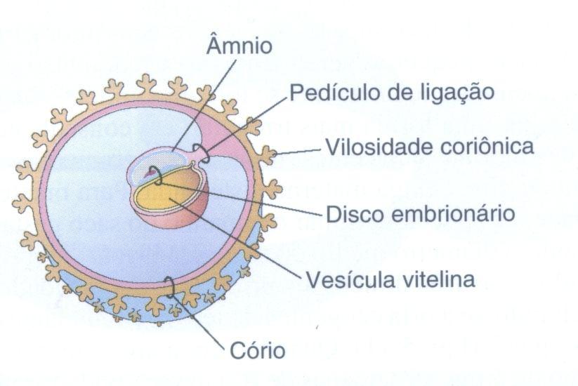 5 semanas