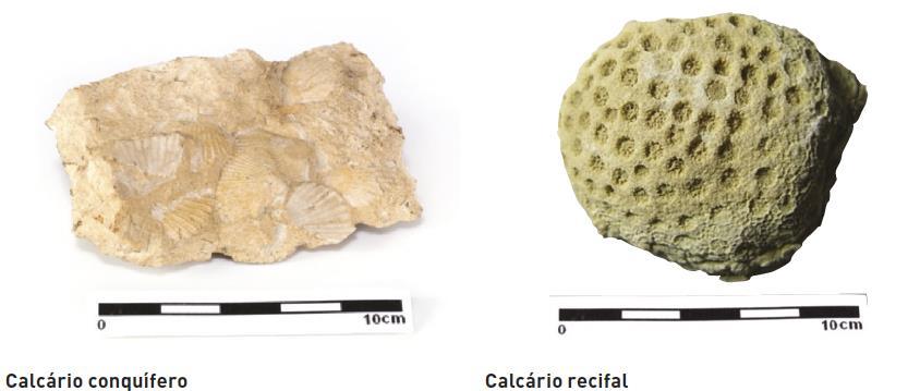 Após a morte de organismos, sobretudo aquáticos, que possuíam conchas ou carapaças, ocorre frequentemente a acumulação