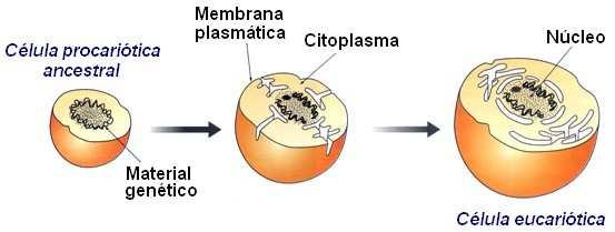 SURGIMENTO DAS CÉLULAS EUCARIÓTICAS Registro fóssil 1,7 bilhão de anos atrás: supõe-se que tenham surgido um pouco antes.