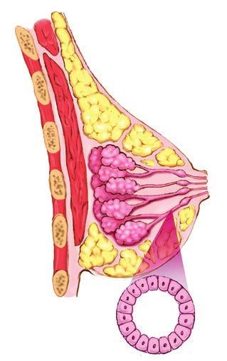 A LEITURA DE SEU LAUDO MÉDICO O laudo médico responde às perguntas sobre uma anormalidade nas mamas O tecido mamário pode desenvolver anormalidades que algumas vezes são cancerosas.
