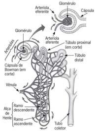 Fisiologia do Sistema Urinário O glomérulo é formado por uma rede enovelada de capilares glomerulares que tem sua origem na arteríola aferente.