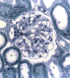 TATIANA MONTANARI Figura 10.5 - Os polos vascular (V) e urinário (U) do corpúsculo renal são indicados. Ao redor, visualizam-se túbulos proximais (P), distais (D) e coletores (C).