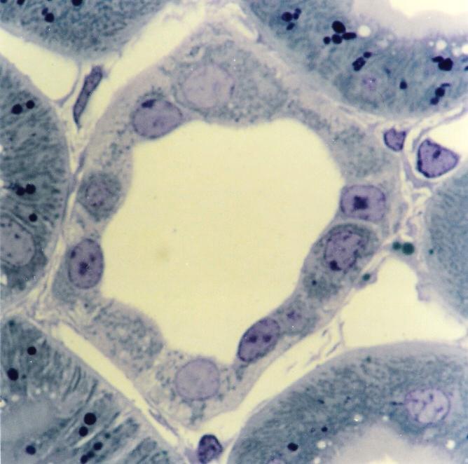 Azul de toluidina. Objetiva de 40x (550x). Figura 10.10 - Tubo coletor na zona cortical do rim, com as células claras e as células escuras. Semifino. Azul de toluidina. Objetiva de 100x (1.373x).