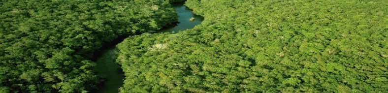 AMAZONIA ESCOVA DE ARGILA DA AMAZÔNIA Argila Amazônia é um sistema progressivo revolucionário, altamente eficaz e de