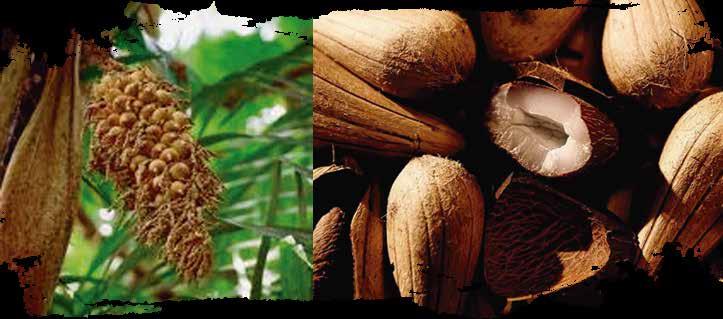 ÓLEO DE MURUMURU O Murumuru é originário da Região Amazônica e cresce espontaneamente nas matas do Pará.
