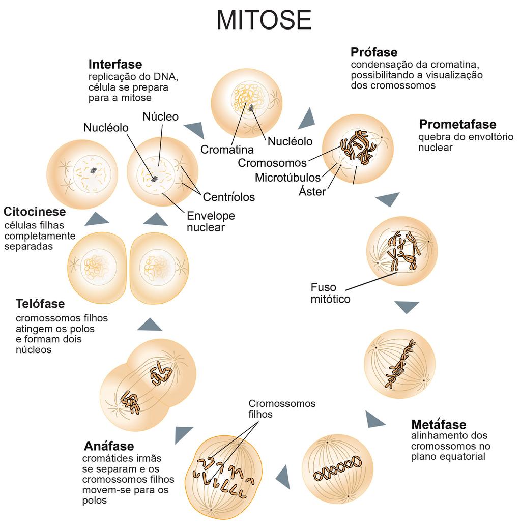 Figura 7: Eventos da fase M. A fase M inicia-se com a mitose (divisão nuclear), que é divida em cinco etapas, e termina com a citocinese e o nascimento de duas células filhas idênticas.