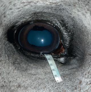 horizontal (presença de corpora nigra) Corpora nigra o Fundo do olho Gato disco do nervo ótico na zona tapetal, circular, pequeno e escuro.