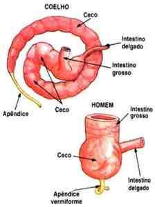 Órgãos vestigiais- são vestígios de orgãos existentes em outros animais.