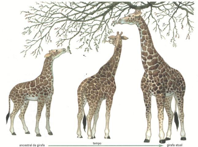 O pescoço das girafas: Assim, com o passar do tempo, o pescoço foi ficando progressivamente maior, até atingir seu