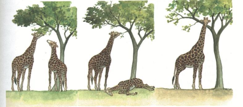 Os ancestrais da girafa já apresentavam pequenas variações no comprimento do pescoço.