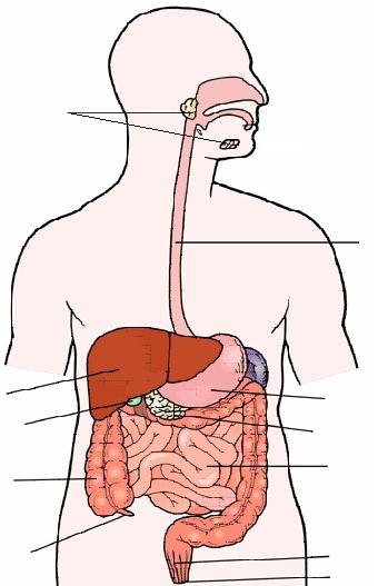 Morfologia do sistema digestivo 1- Boca 12 1 2- Esófago 3- Estômago 4- Intestino delgado 2 5- Intestino grosso