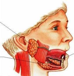 Boca Localização das Glândulas salivares Glândulas