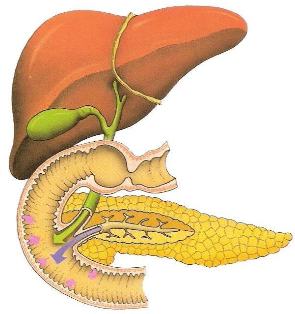 Morfologia do sistema digestivo