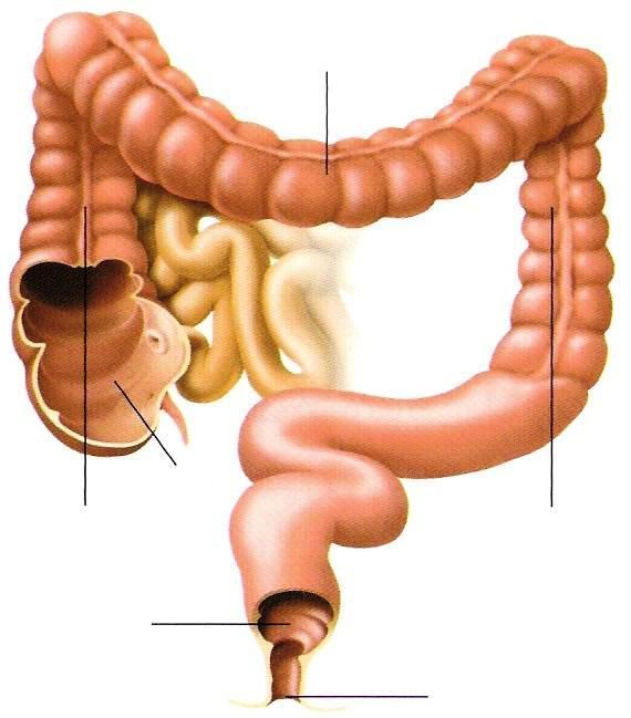 Morfologia do intestino grosso Cólon transverso