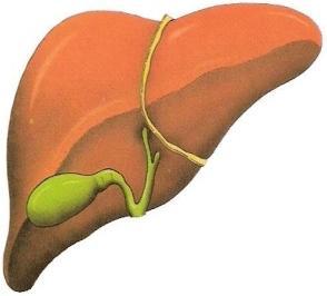 Sucos digestivos Órgão onde se produz a secreção Glândulas salivares