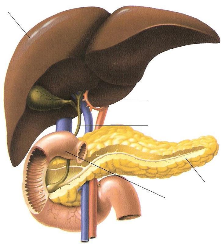 Morfologia do sistema digestivo Fígado