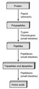 PROTEÍNAS Digestão no Intestino Delgado Os enterócitos secretam peptidases que digerem pequenas proteínas (oligopeptídeos) No citossol dos enterócitos existem peptidases que digerem os tri e