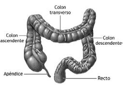 Secreções do Intestino Grosso -Não secreta enzimas digestivas, não tendo função digestiva -Células caliciformes secretam grandes quantidades de muco para proteção da parede da mucosa do contato