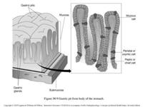 Absorção no Estômago Área de pouca absorção Carência de membrana absortiva típica dotada de vilosidades Junções entre as células epiteliais são do tipo fechada Absorção de substâncias altamente
