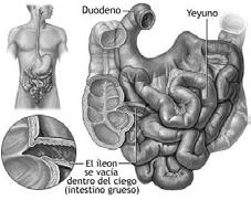 Funções digestivas do Pâncreas Amilase pancreática: 15 a 30 minutos após a entrada do amido no duodeno e sua mistura com o suco pancreático praticamente todo o amido é digerido a maltose e isomaltose