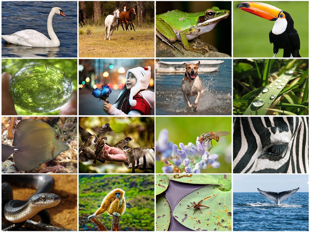 Biodiversidade Definição Bio (vida) + Diversidade (variedade) = Riqueza e a variedade das formas de vida no planeta (fauna, flora e ecossistemas).