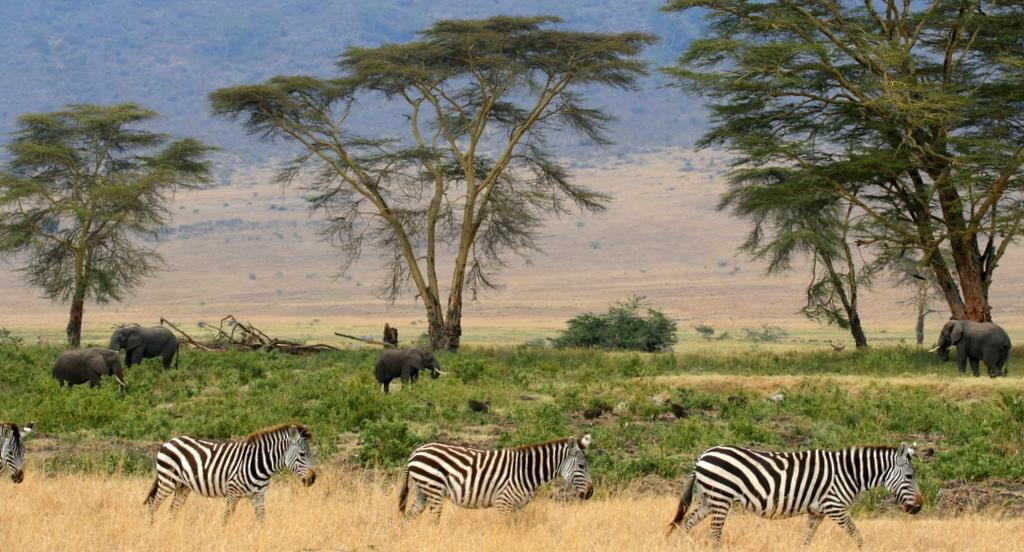 SAVANA ÁFRICA e AUSTRÁLIA (SAVANA), VENEZUELA E