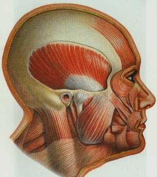 MUSCULATURA: 4 A musculatura facial é forte, e apresenta os músculos masséter e temporal