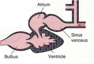 SISTEMA CIRCULATÓRIO 1. Coração possui duas cavidades (auricular e ventricular). 2.