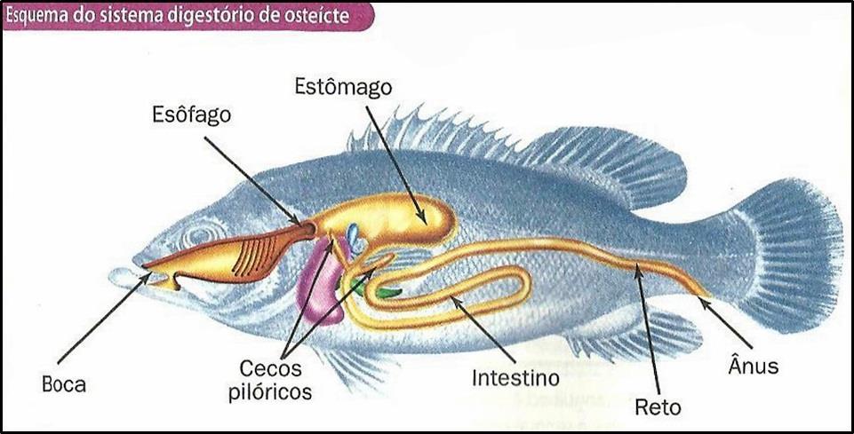 Actinopterígio - Dicio, Dicionário Online de Português