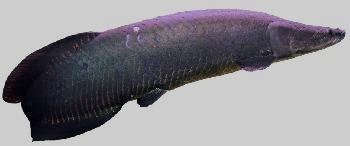 microlepis