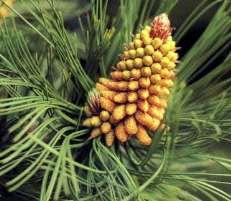 3.DIVISÃO CONIFEROPHYTA Ordem Coniferales Família Pinaceae = pinheiros,