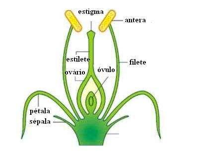 Estrutura