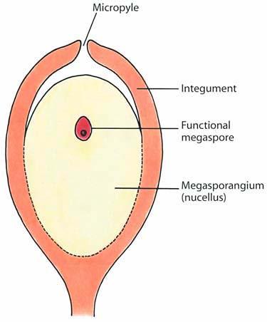 Gimnospermas Esporângio feminino: megasporângios
