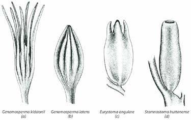 Gimnospermas A maturação acelerada do óvulo [com a dispersão realizada após sua fecundação] permitiu um salto evolutivo quanto aos mecanismos de ocupação de ambientes não aquáticos.