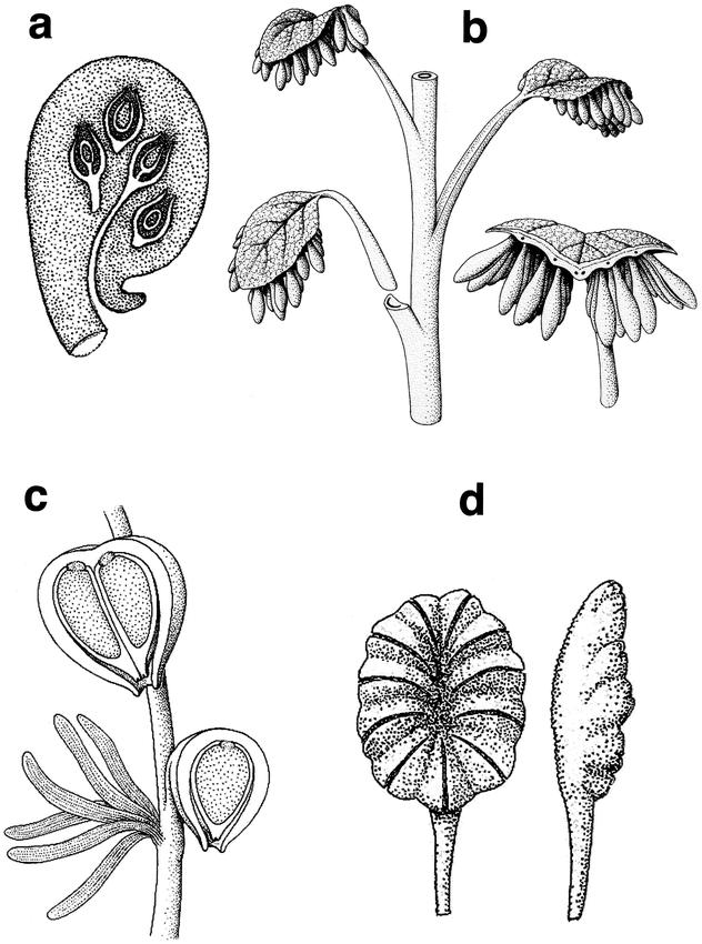 Espermatófitas extintas Caytonia fem. Pteruchus mas.