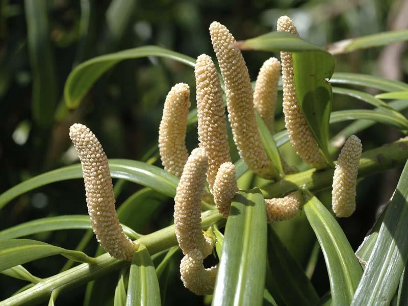 Podocarpaceae