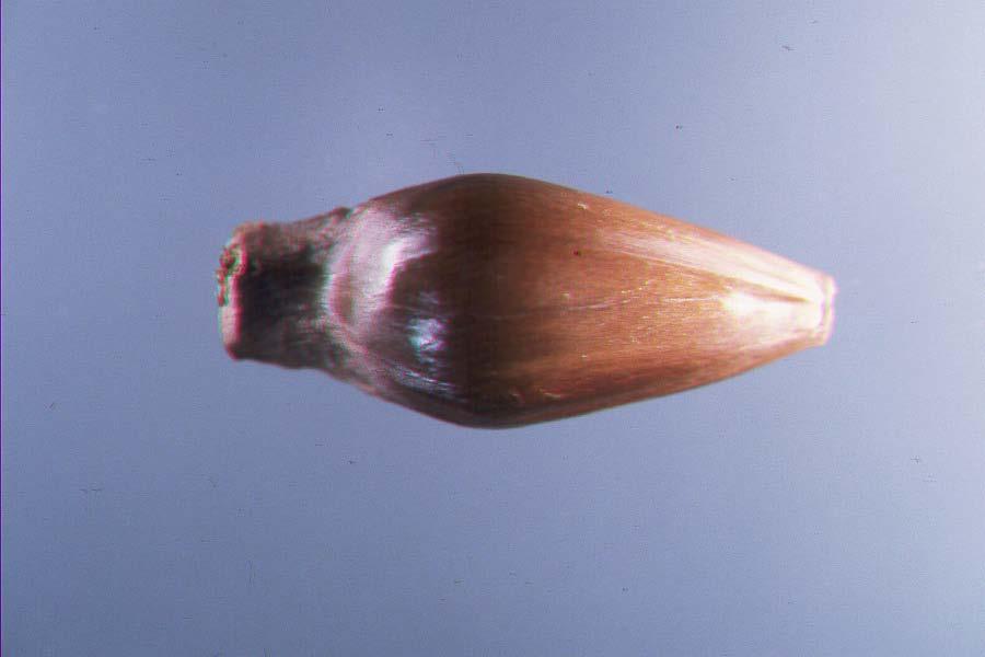 Araucariaceae Araucaria angustifolia